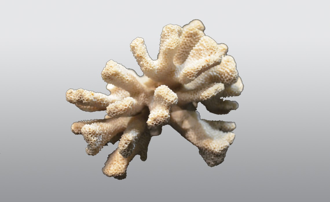 Stylophora, corail.