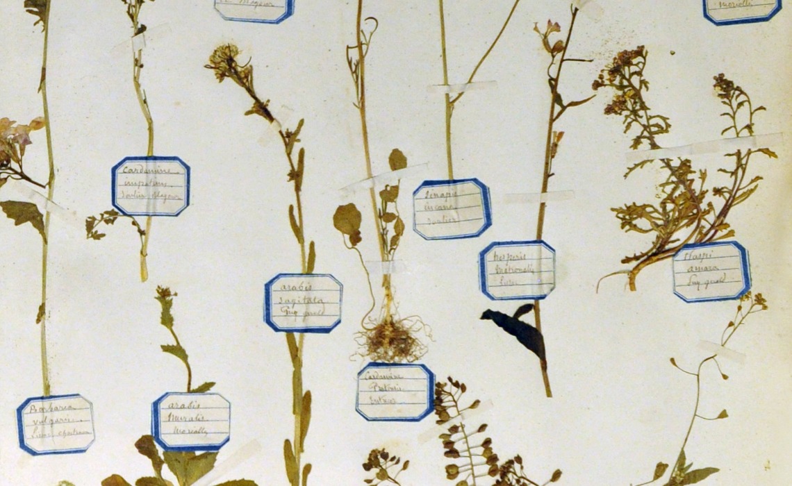 Planche : flore du département de la Corrèze par Gaston de Lépinay et F. Girbeaud (années 1870-1880). 