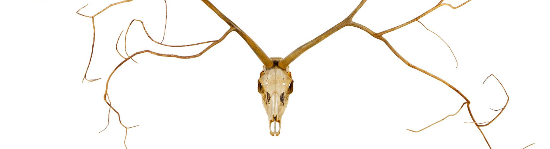 Cervus elaphus / Salix daphnoides, cerf rouge / saule pruineux, 156 x 102, mai 2009. Oeuvre de François Lelong, cliché de Jean-Marc Gaudron.