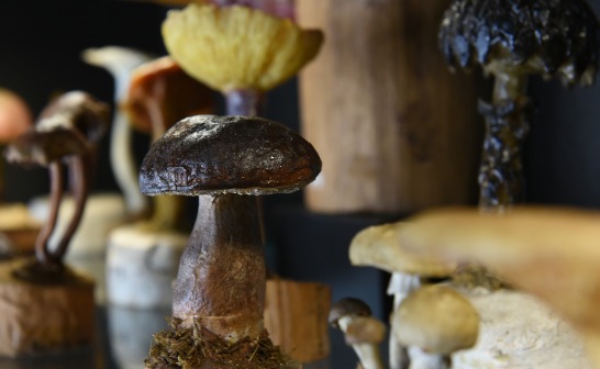 Sciences naturelles - Reproduction de champignons - moulage de Gaston Poix