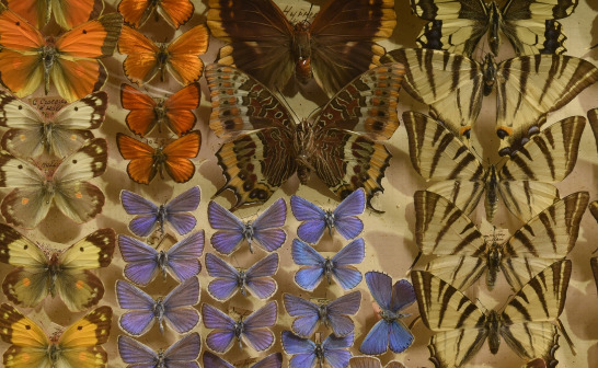 Collection entomologique du Musée Labenche de Brive